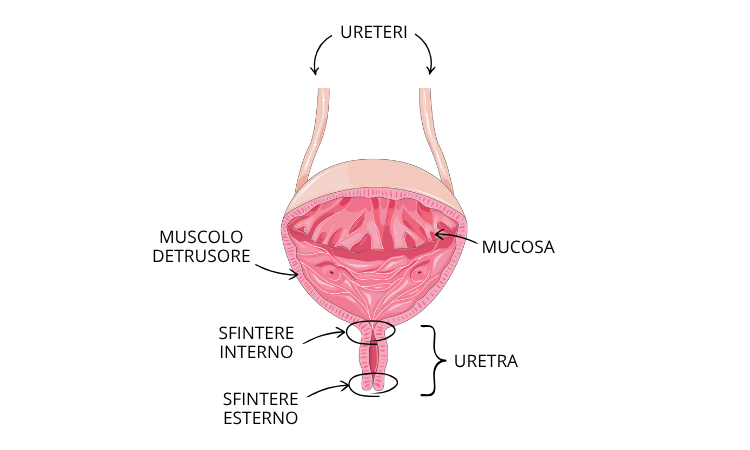 vescica